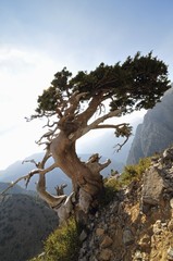 Cypress (Cupressus sempervirens horizontalis), Crete