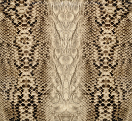 Snake skin, reptile