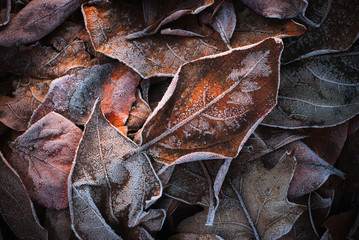 Fototapeta na wymiar frozen leaves - foglie ghiacciate