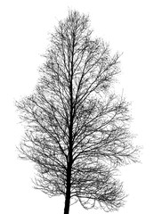black tree silhouette on white © Vera Kuttelvaserova
