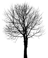 tree silhouette isolated on white background © Vera Kuttelvaserova