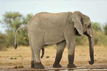 Elephant #8