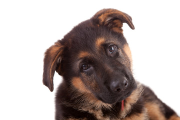 German Shepherd dog