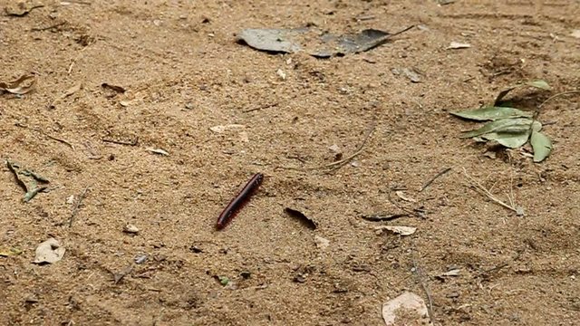 Centipede on a ground