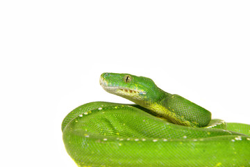 Snake ,Schlange ,Boa,Python,morelia viridis