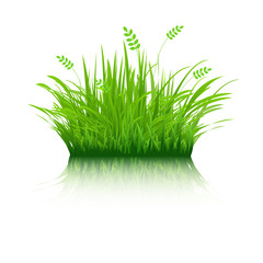 Eco Grass