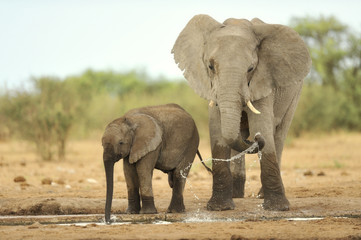 Fototapeta premium Elephant #15