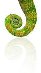 queue de caméléon © Unclesam