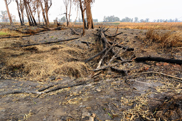forest after fire burn