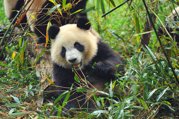 Hungry giant panda bear eating bamboo