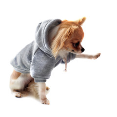 chihuahua en sweatshirt donnant la patte © cynoclub