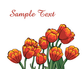 Vector red tulips