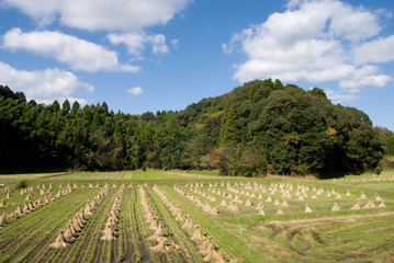 Fototapeta na wymiar 里山の収穫後の田んぼ