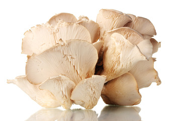 oyster mushrooms isolated on white