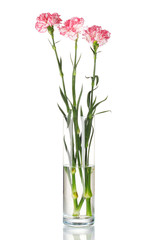 Naklejka na ściany i meble Beautiful carnations transparent vase isolated on white