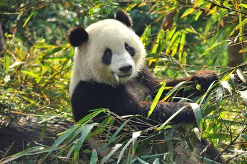 Gardinen Panda Hungriger Riesenpandabär, der Bambus isst  © wusuowei