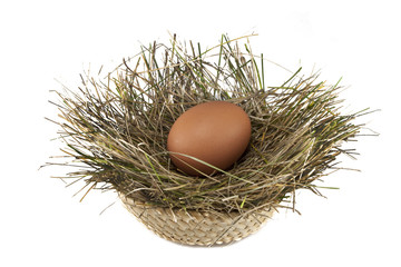 Egg in a nest