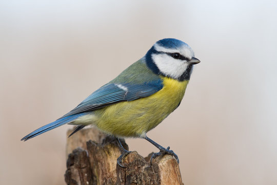 Blaumeise