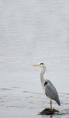 heron sitting on rock fishing