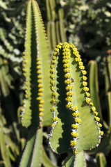 Kaktus auf Lanzarote,Spanien