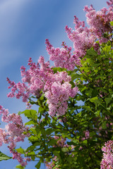 branches of a lilac