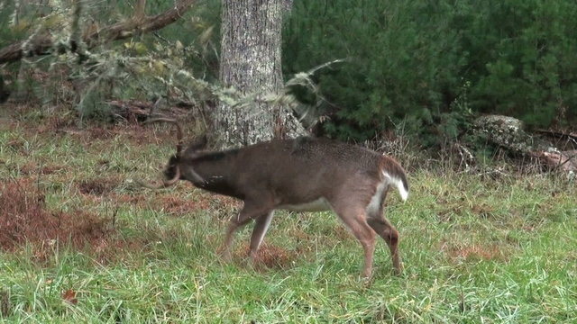 Whitetail deer buck rubbing branches