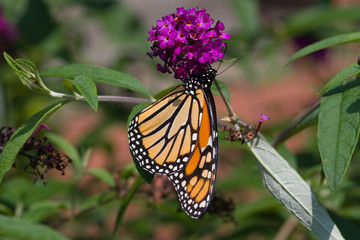 Butterfly on Purple Flower