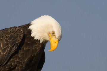 Bald Eagle Profile