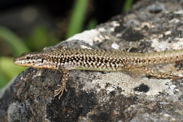Podarcis erhardii rivetti, Greece