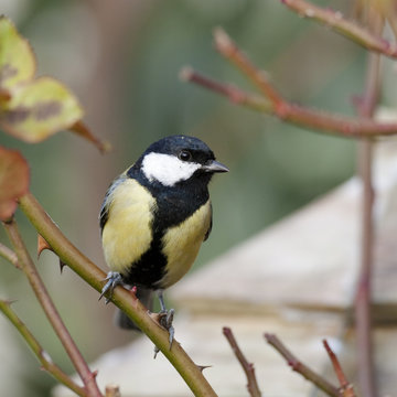 Parus major - M&eacute;sange charbonni&egrave;re - Great Tit