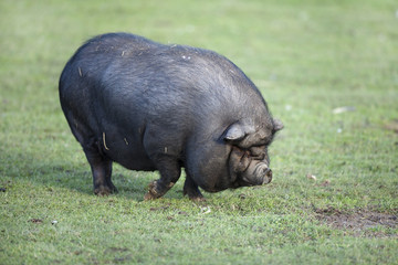 Cochon vietnamien - Cochon nain
