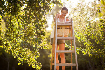 Young woman up on a ladder picking apples from an apple tree © lightpoet