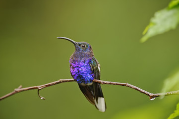 Resting Hummingbird