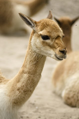 Obraz premium Vicugna (płomień)