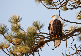 Bald Eagle