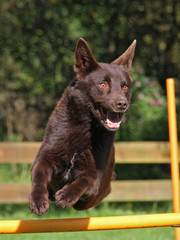 Agility - Kelpie über Hürde