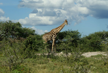 girafe d'Etosha