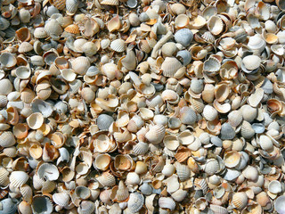 Beach, shell