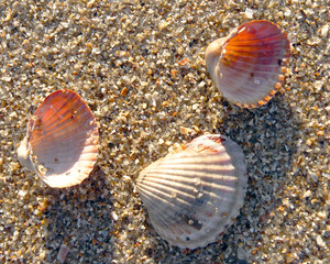 Beach shell sea