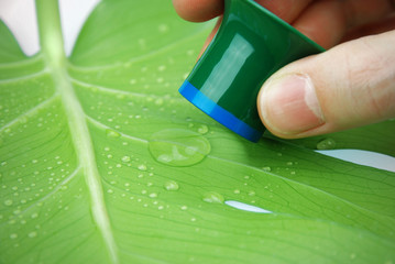 inspecting rain drops on a leaf