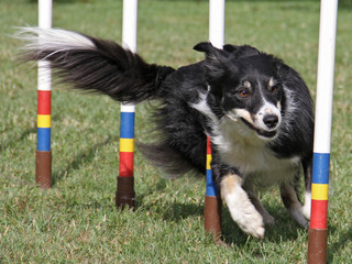 Agility - Border Collie im Slalom