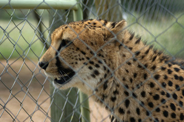 guépard en cage