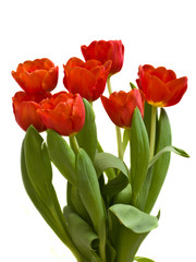 Naklejka premium red tulips bouquet