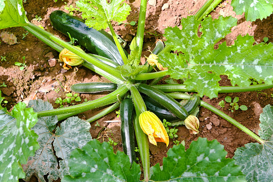 Zucchini im Garten