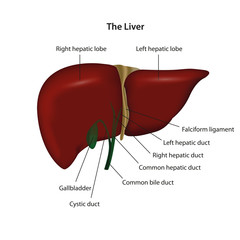 liver vector illustration