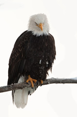 Bald eagle