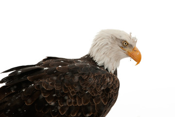 Portrait Bald eagle (Haliaeetus leucocephalus washingtoniensis)