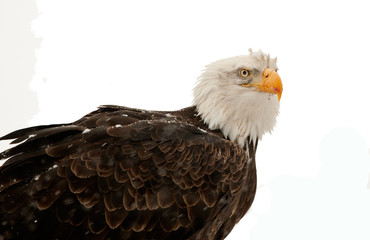 Portrait Bald eagle (Haliaeetus leucocephalus washingtoniensis)