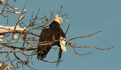 Bald eagle perched on tree