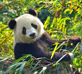 Hongerige reuzenpanda die bamboe eet
